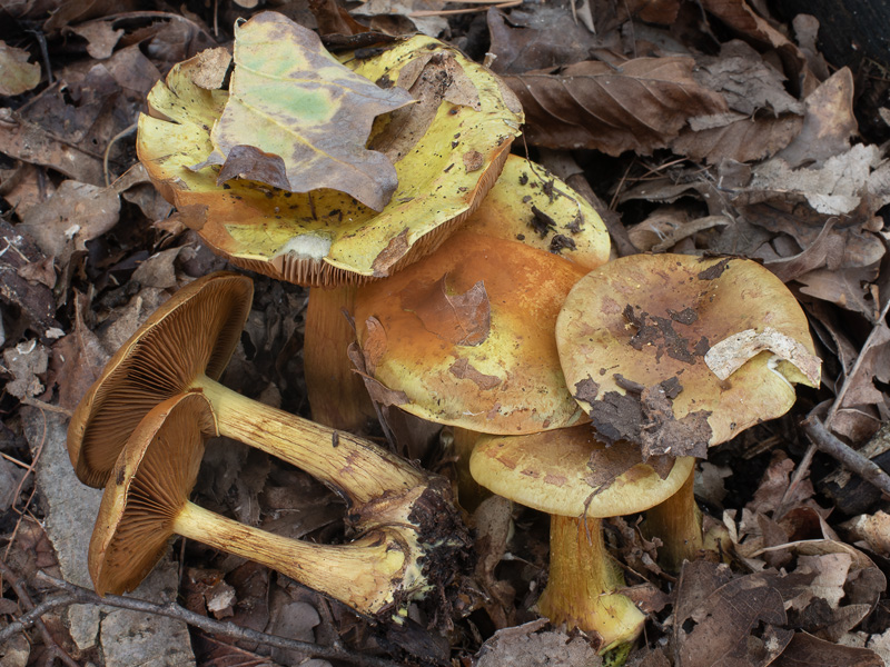 Cortinarius joguetii